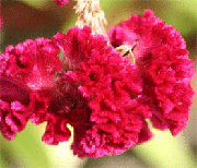 La fleur donne sa couleur et son parfum à la fleur de thé