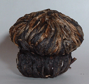 Fleur de thé en forme de champignon