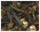 Th� vert et or avec perles de sucre