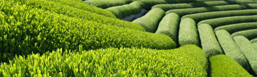 Grossiste thé vert-tiges.com
