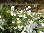 Champ de fleurs prêt pour la récolte