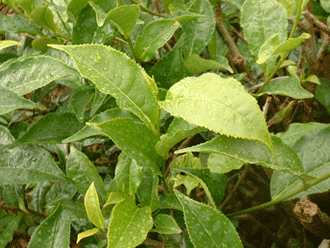 les bourgeons et petites feuilles de thé