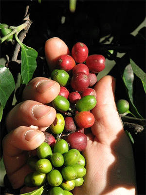 Les cerises de café