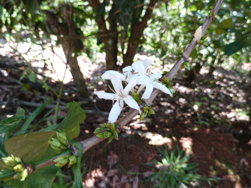 La fleur de café