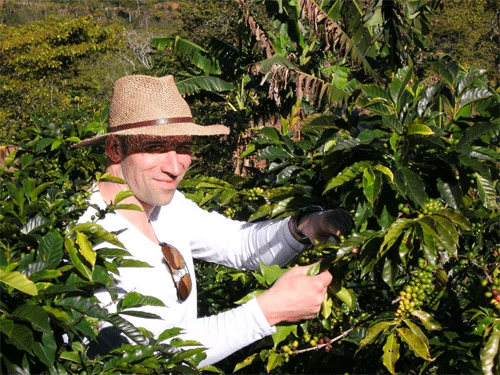 La récolte manuelle du café
