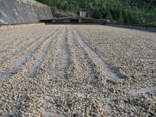 Séchage du café vert