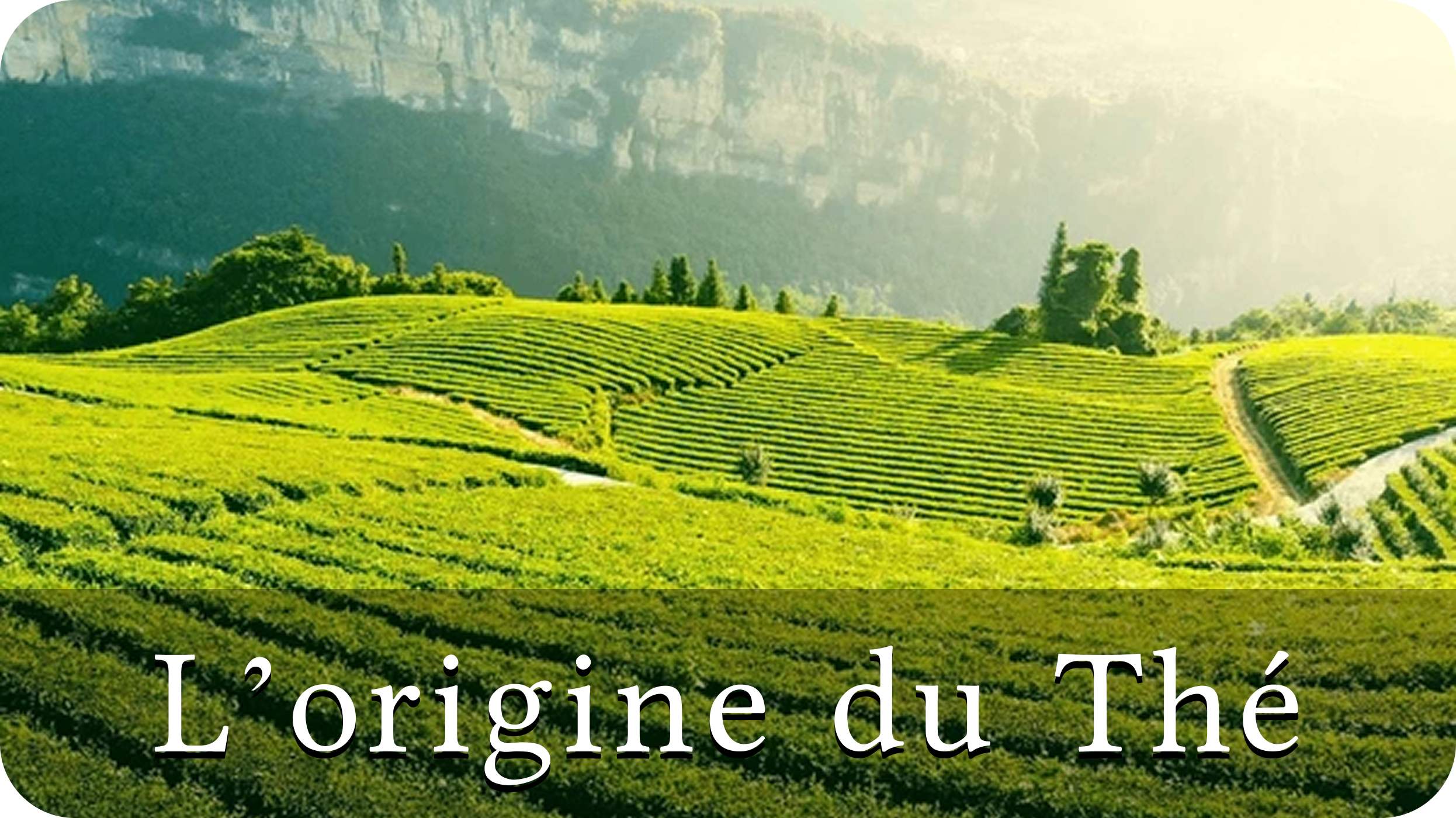 Origine du thé et Histoire du thé